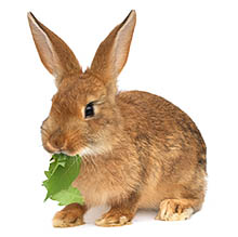 Rabbit eating lettuce