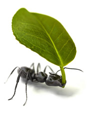 Ant_Leaf.jpg