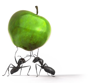 Ants_Apple.jpg