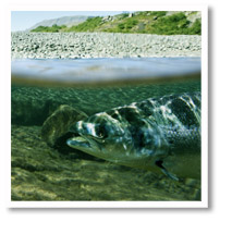 Salmon and climate change