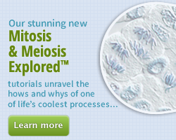 Mitosis and Meiosis Explored