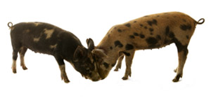 Piglets.jpg