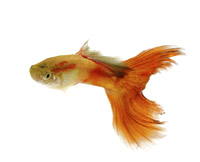 Evolutionary biology labs by SimBiotic Software