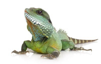 lizard