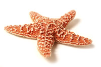 Starfish