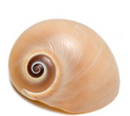 Snail