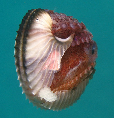 Argonaut.jpg