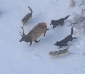 WolveChaseElkCropped.jpg