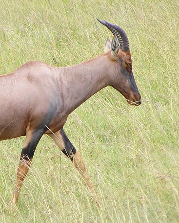 Topi Antelope