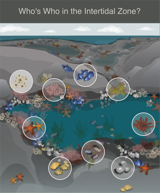 Keystone Predator Tutorial SimBio