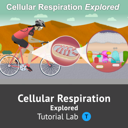 Cell Respiration Explored, Tutorial Lab