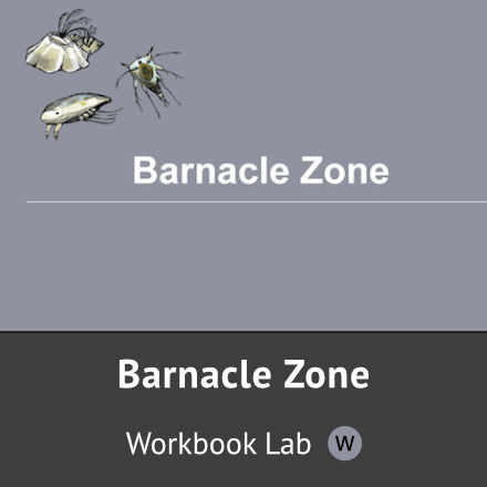 Barnacle Zone