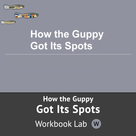 How the Guppy got Its Spots