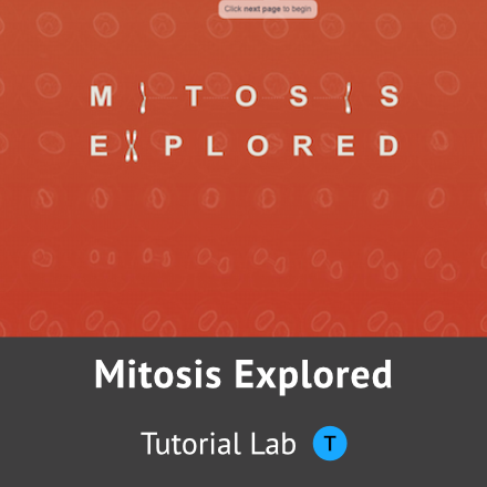 Mitosis Explored