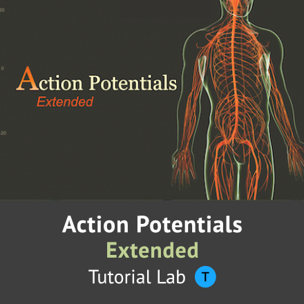 Action Potentials Extended