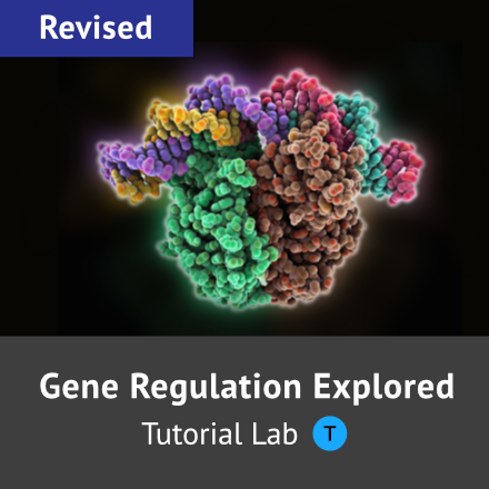 Gene Regulation Explored