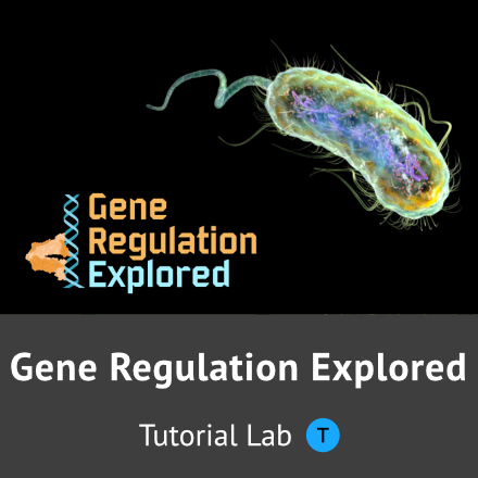 Gene Regulation Explored