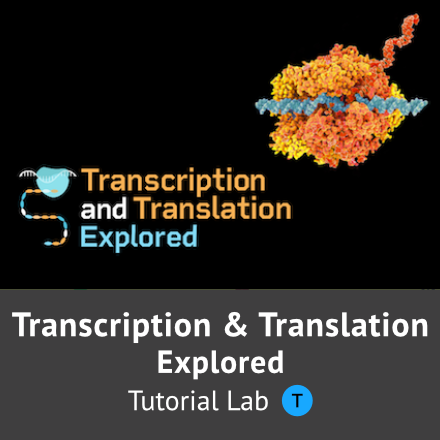 Transcription and Translation Explored
