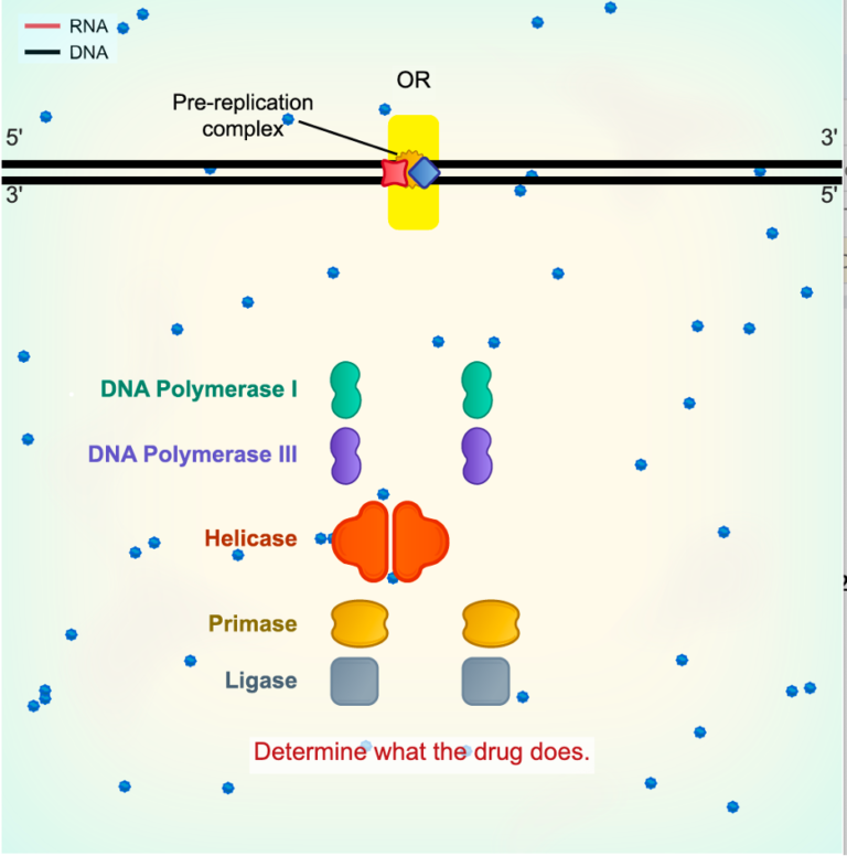 Using Simulations to Teach Cell Biology | SimBio