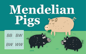 Mendelian Pigs Tutorial