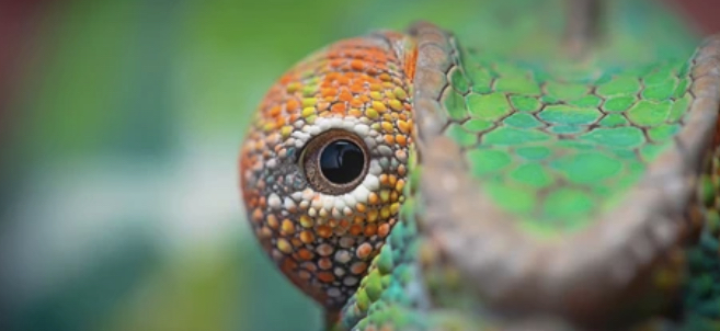 Lizard eye
