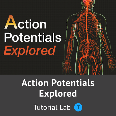 Action Potentials Explored