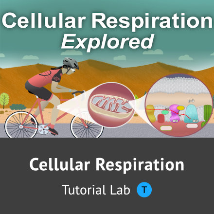 Cellular Respiration Explored
