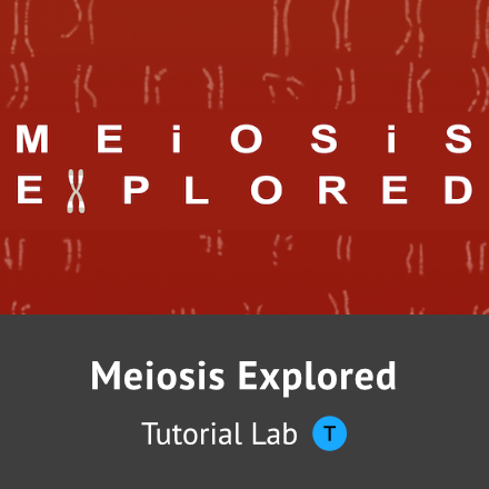 Meiosis Explored