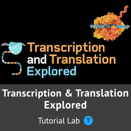 Transcription and Translation Explored