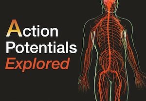 Action Potentials explored