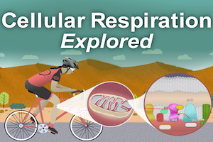 Cellular Respiration Explored