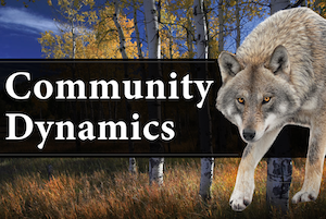 Community Dynamics