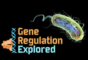 Gene Regulation Explored