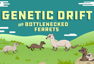 Genetic Drift and Bottlenecked Ferrets