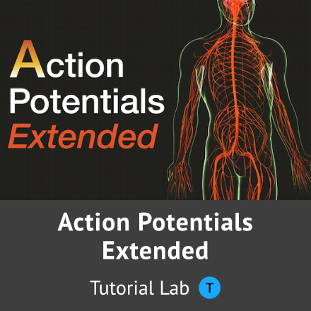 Action Potentials Extended