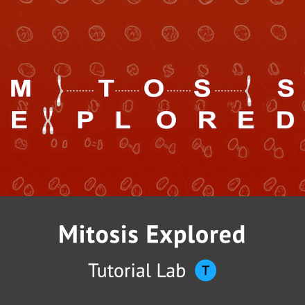 Mitosis Explored