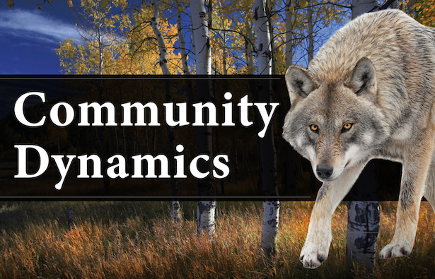Community Dynamics demo video