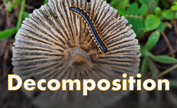 Decomposition Chapter