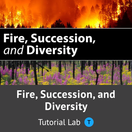 Fire, Succession and Diversity