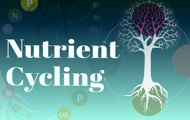 Nutrient Cycling demo video