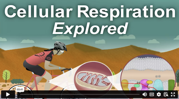 Cellular Respiration Explored demo video