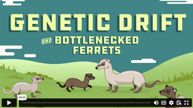 Genetic Drift demo video