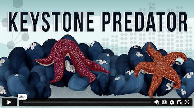 Keystone Predator demo video