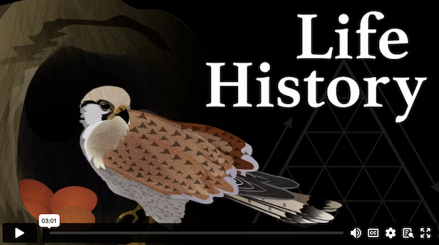 Life History Demo Video