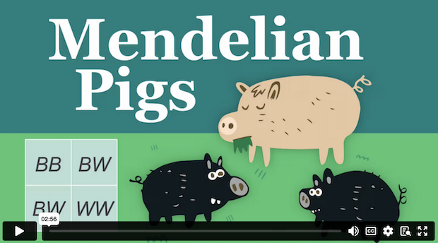 Mendelian Pigs demo video