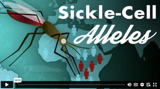 Sickle Cell Alleles demo video