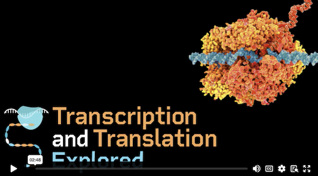 Transcription and Translation Explored demo video