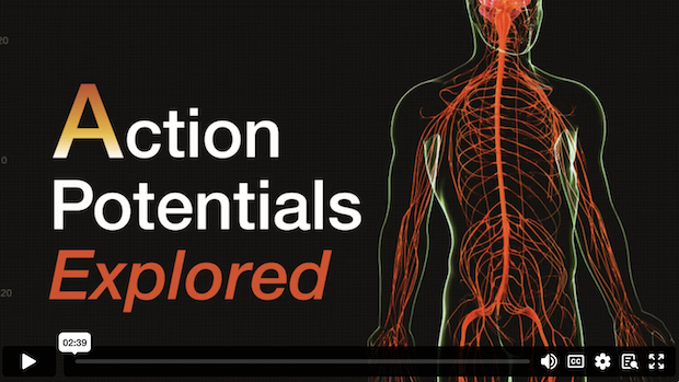 Action Potentials Explored 