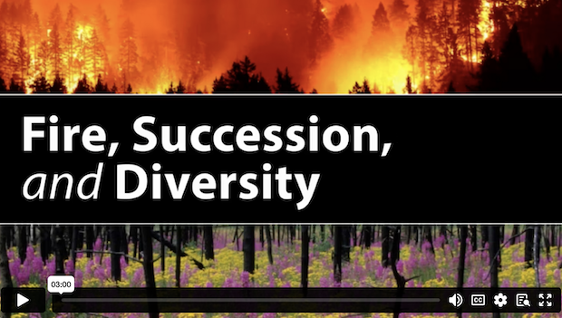 Fire, Succession, and Diversity