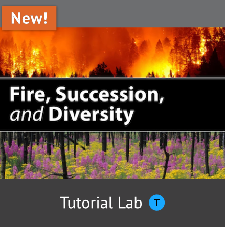 Fire, Succession, and Diversity